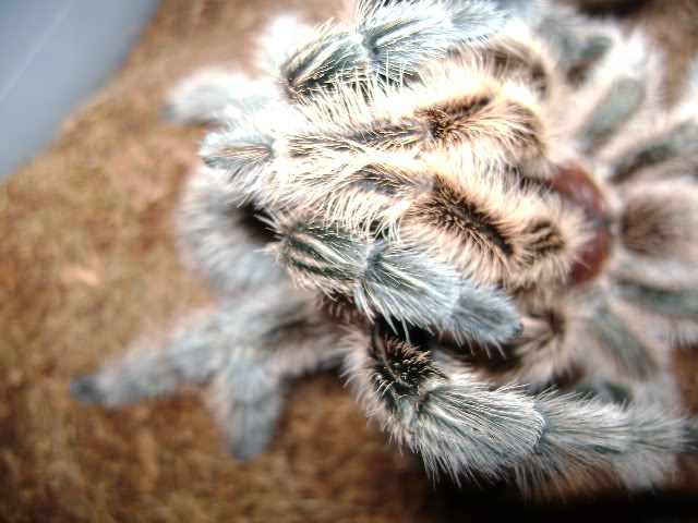 G. rosea mating