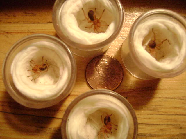 G. rosea Slings