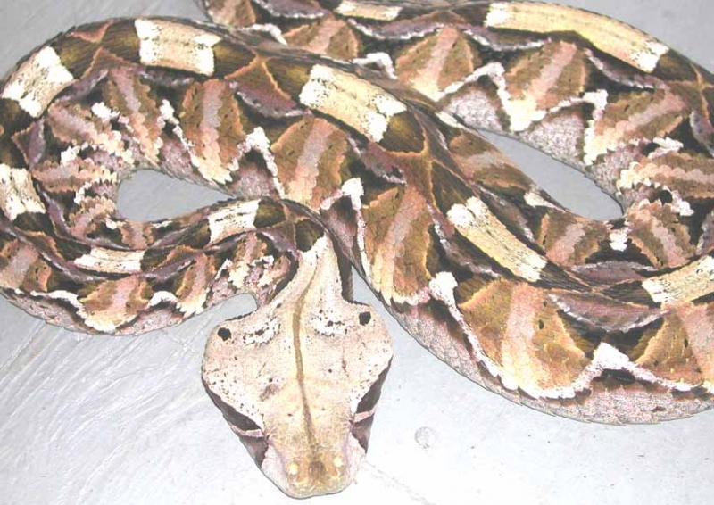 Gaboon Viper
