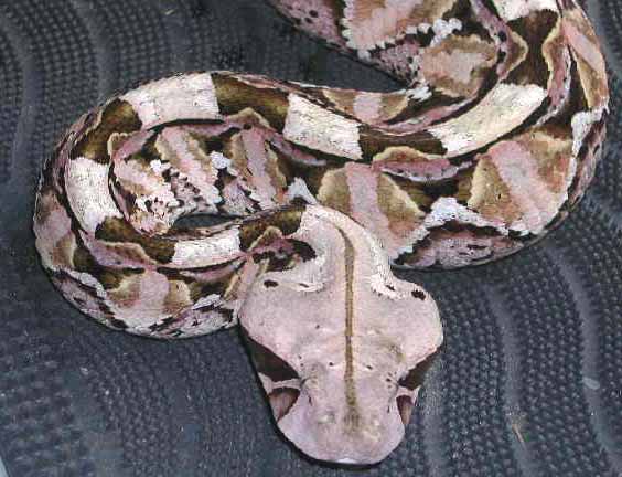 Gaboon Viper