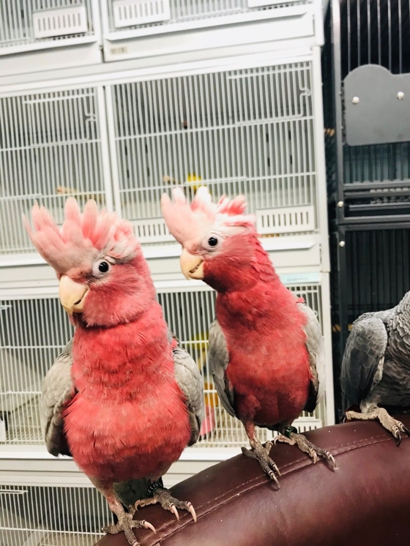 Galah_Cockatoos