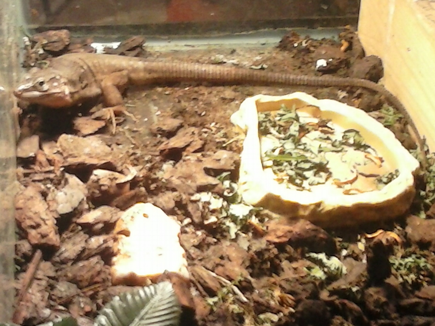 Gallotia stehlini