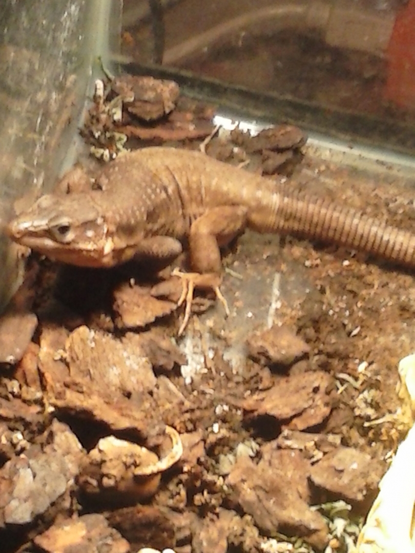 Gallotia stehlini
