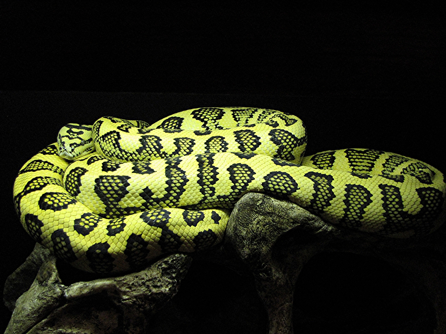 Gamma diamond-jungle jaguar