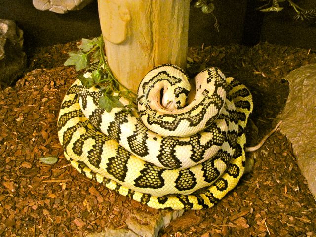 Gamma eating a rat