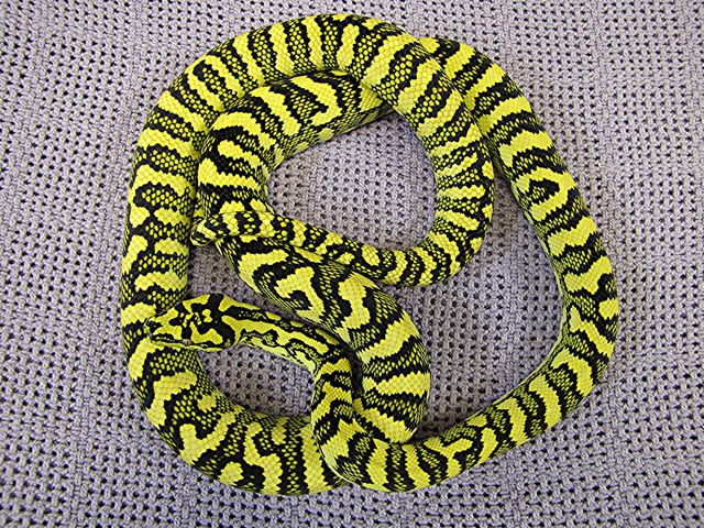 Gamma5 diamond-jungle jaguar