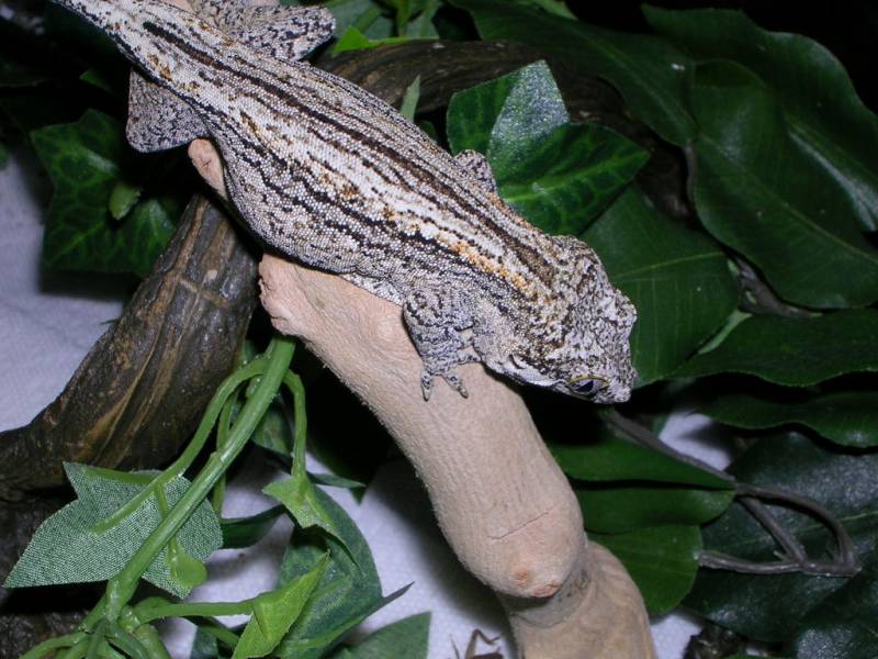 Gargoyle Gecko