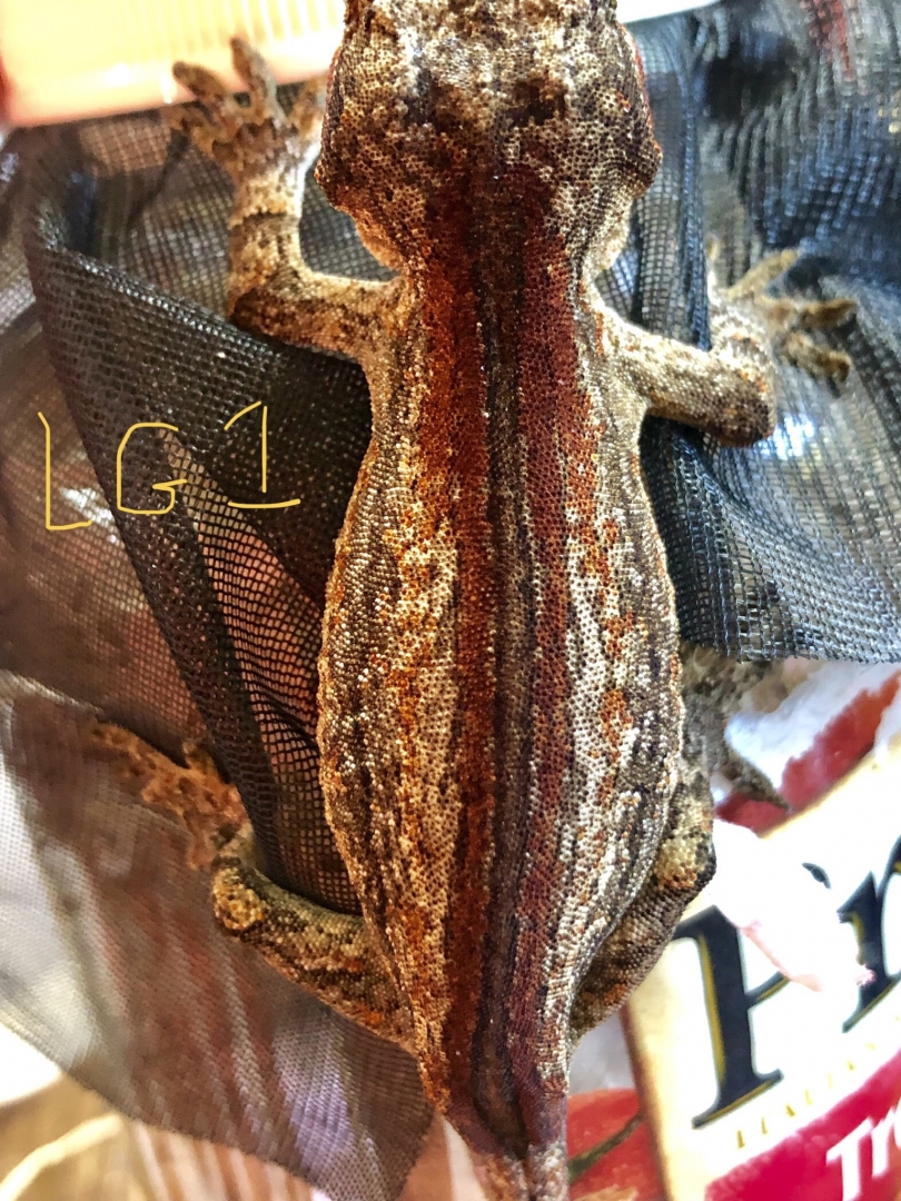 Gargoyle Gecko