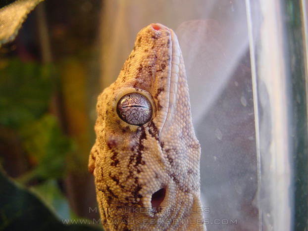 Gargoyle's Eye