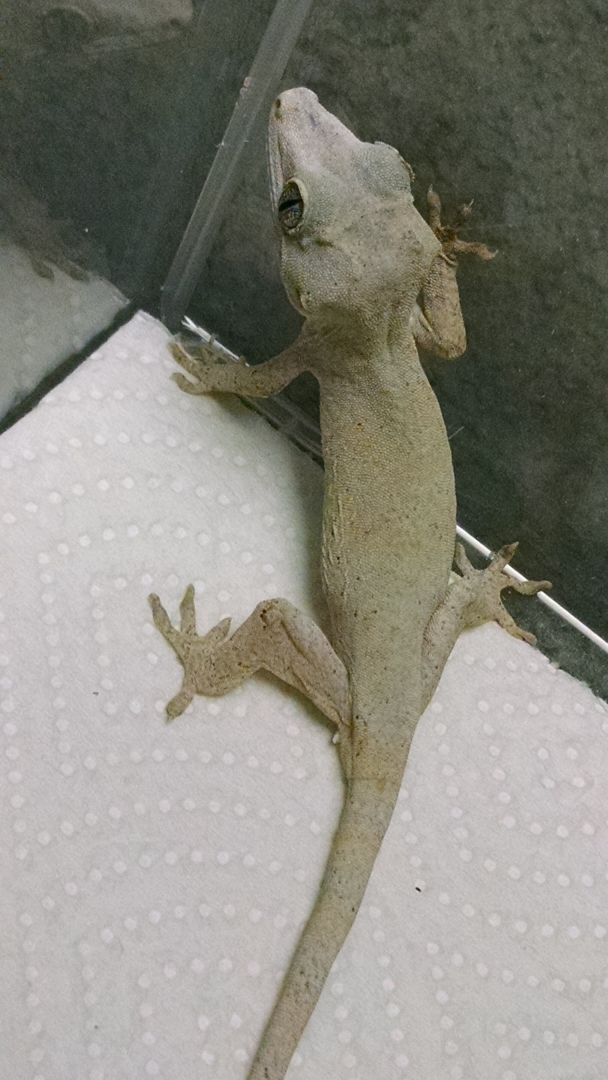 Gargoyles for sale