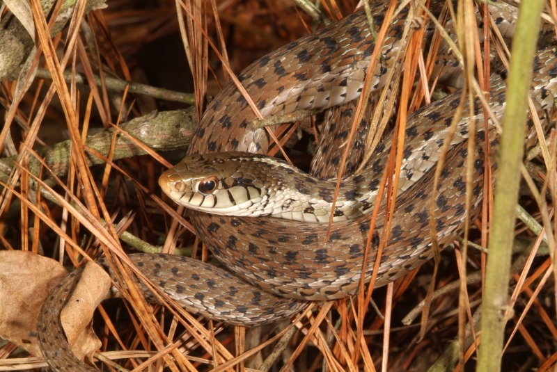 Garter snake found on 01/03/06