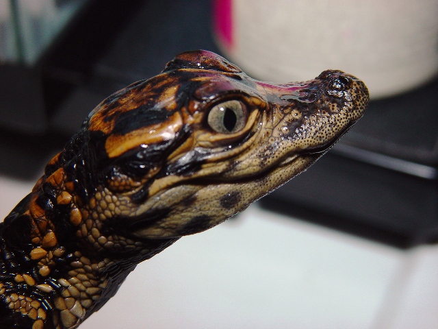 Gator #1