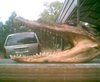 Gator eats van