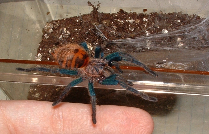 GBB
