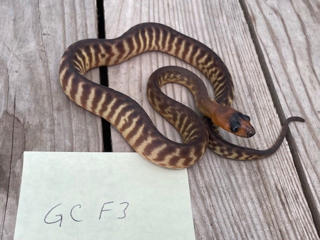GCF3