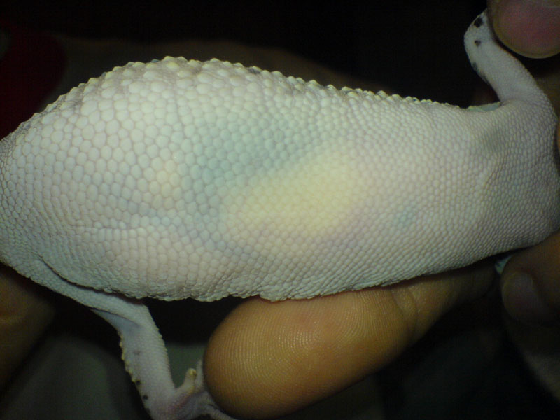 geckajuan2