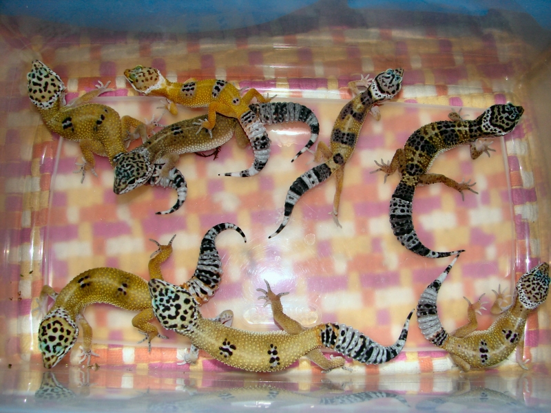 Gecko babies so far !