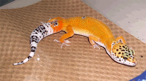 gecko from Blazin