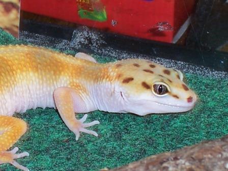 gecko