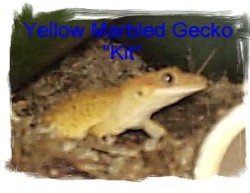 gecko_130_2_