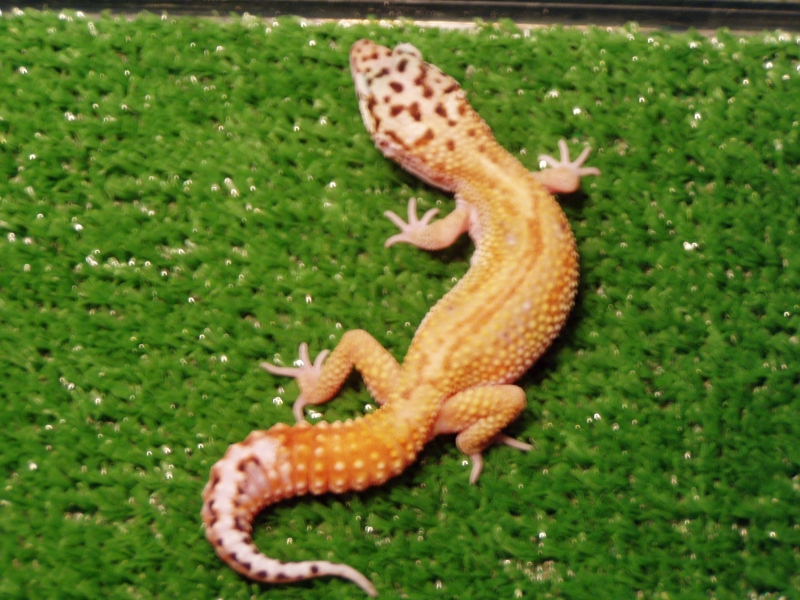 geckos016