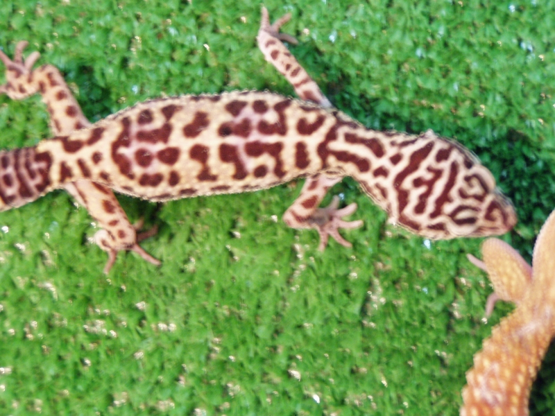 geckos2001