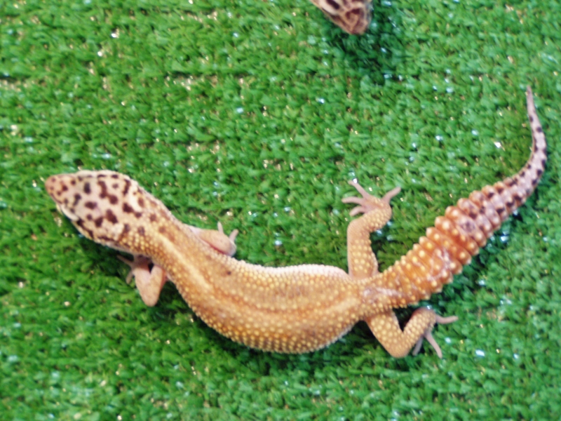 geckos2003