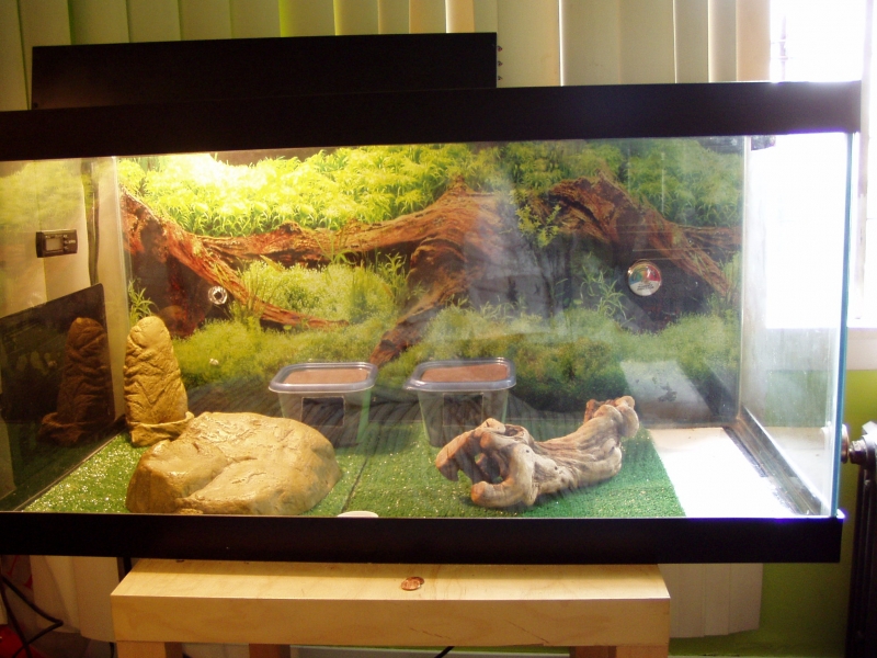geckos2006