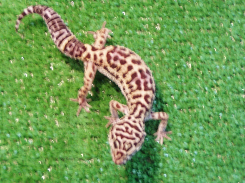 geckos2008