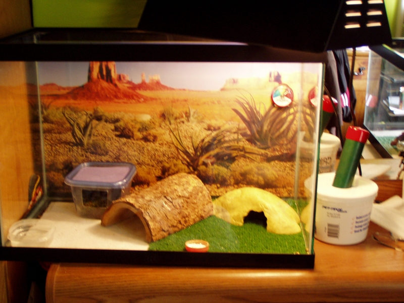 geckos2010