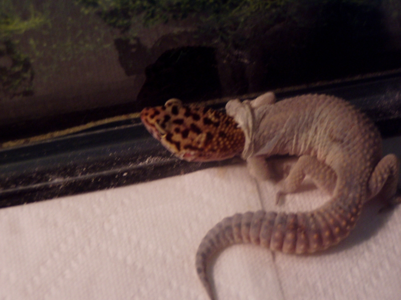 geckos3004