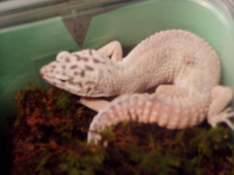 geckos3009