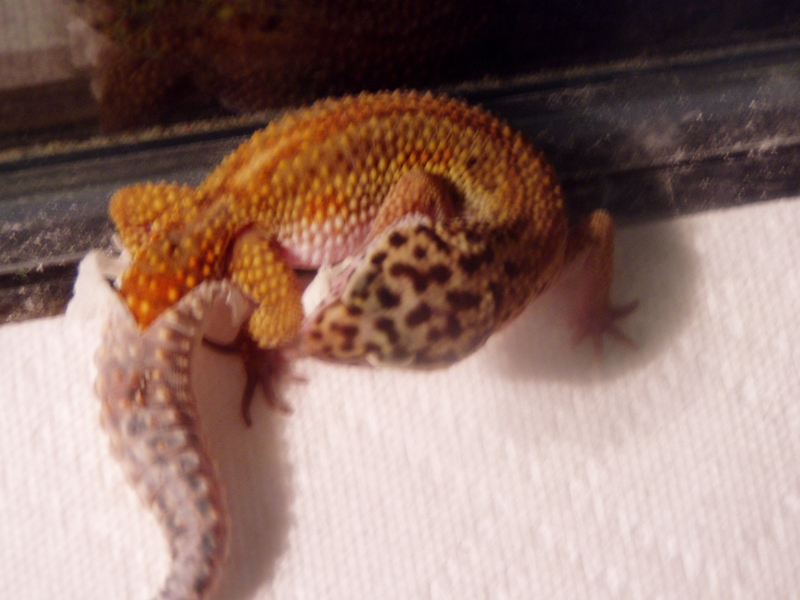 geckos3016