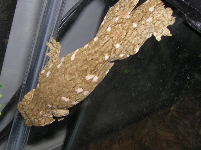 Geckos_004