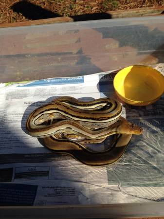genetic stripe male poss het albino