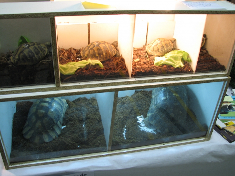 Germany reptile show