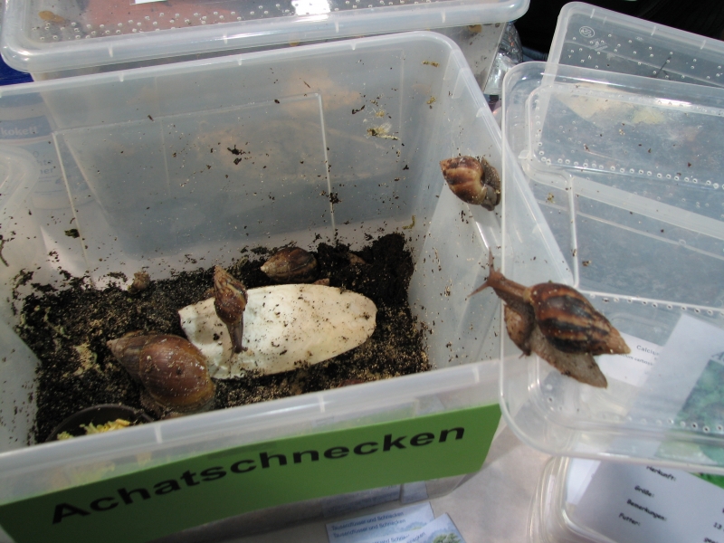Germany reptile show