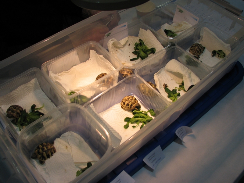 Germany reptile show