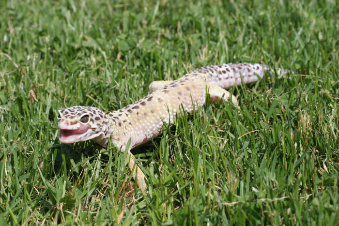 Gex1
