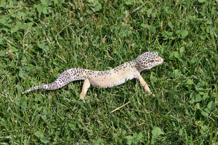 Gex2