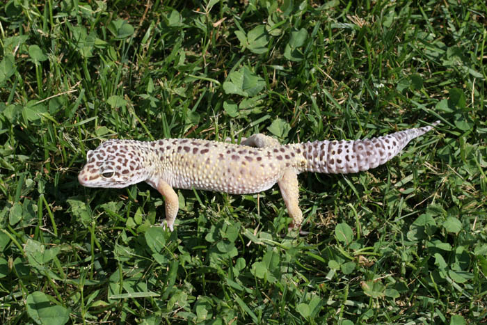 Gex3