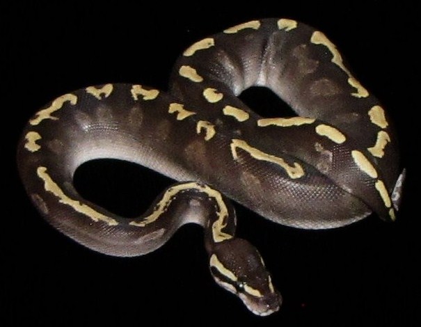 GHI Mojave het Hypo