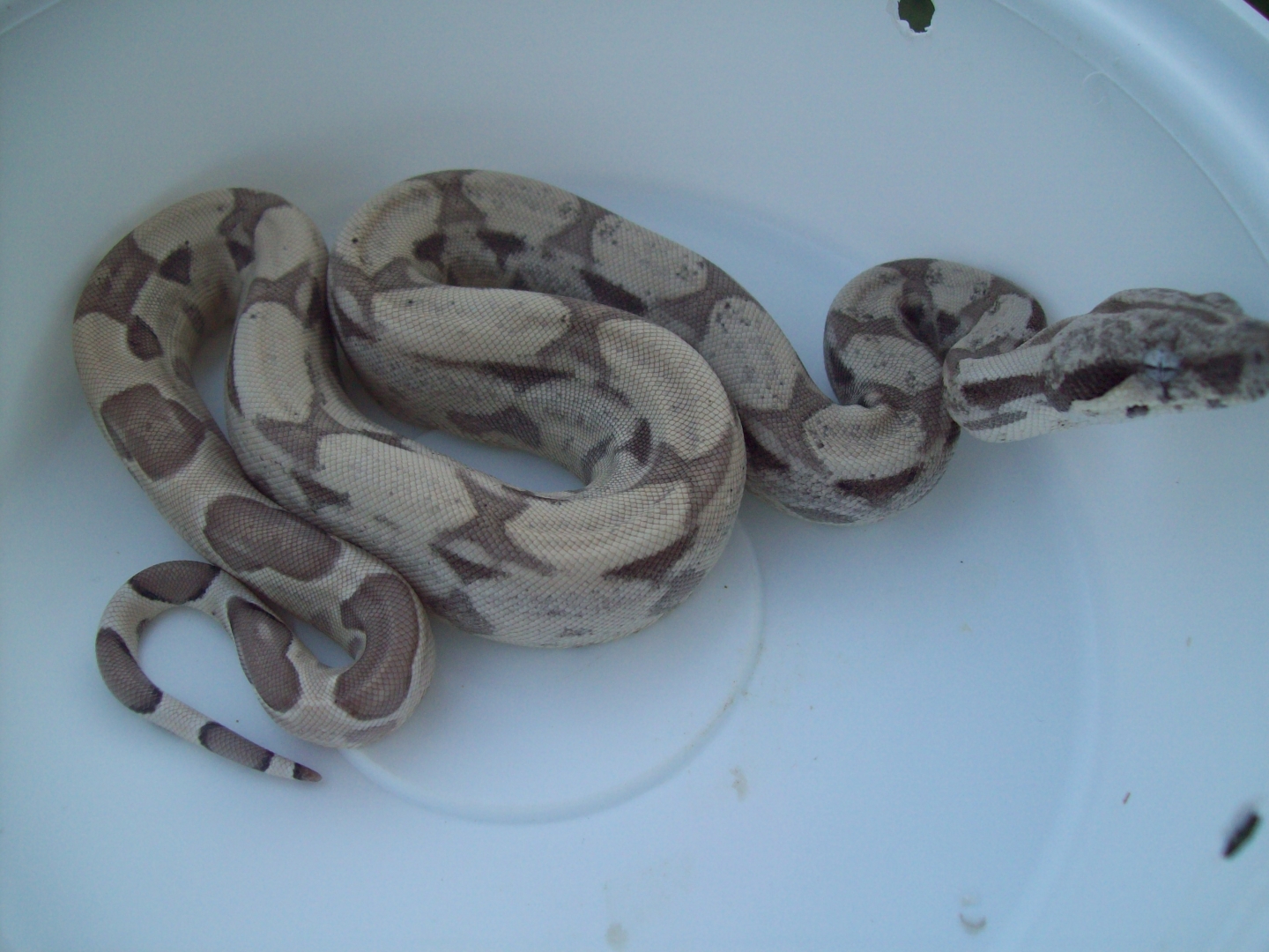 Ghost 66% Het Albino