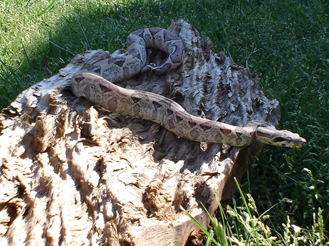 Ghost boa