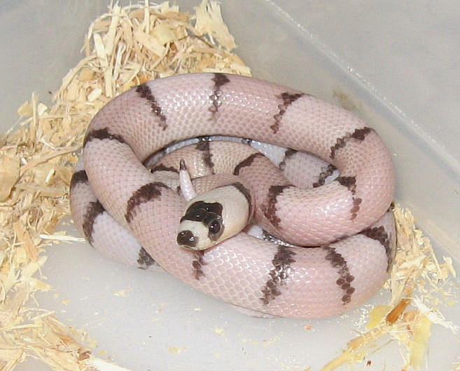 "ghost" Honduran