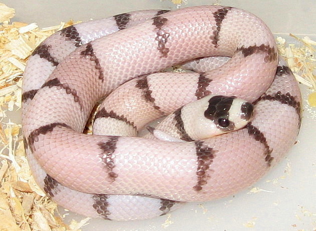 "Ghost" Honduran