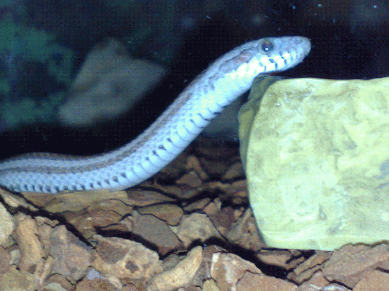 Ghost Motley Corn Snake