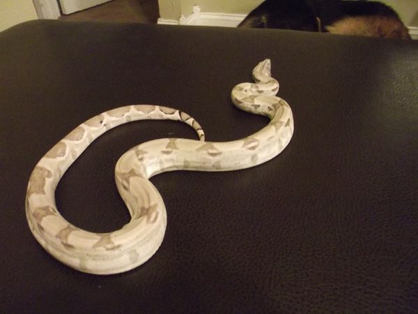 ghost1