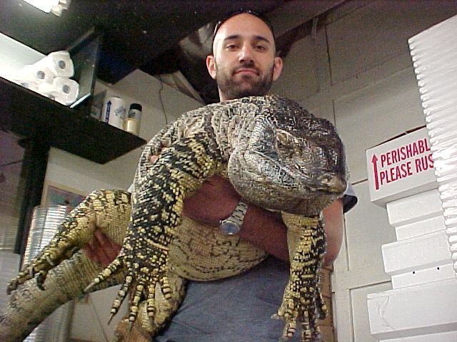 Giant Black Throat Monitor