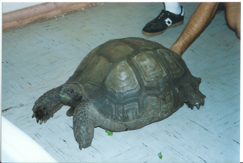 Giant Burmese Brown Female at Tom Crutchfield's circa 1990 pic 2